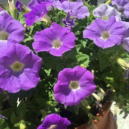 Maria Anastasia Lägenhet Trapezaki (Kefalonia)