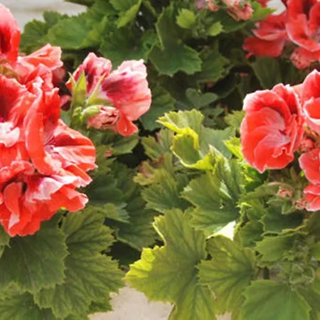 Maria Anastasia * Trapezaki (Kefalonia)