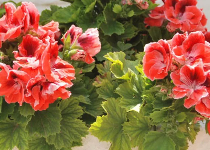 Maria Anastasia * Trapezaki (Kefalonia)